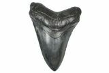 Fossil Megalodon Tooth - South Carolina #371756-1